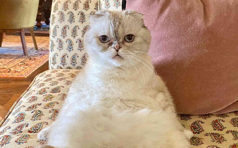 Taylor Swift Cat Net Worth: What Her Famous Cats Are Really Worth